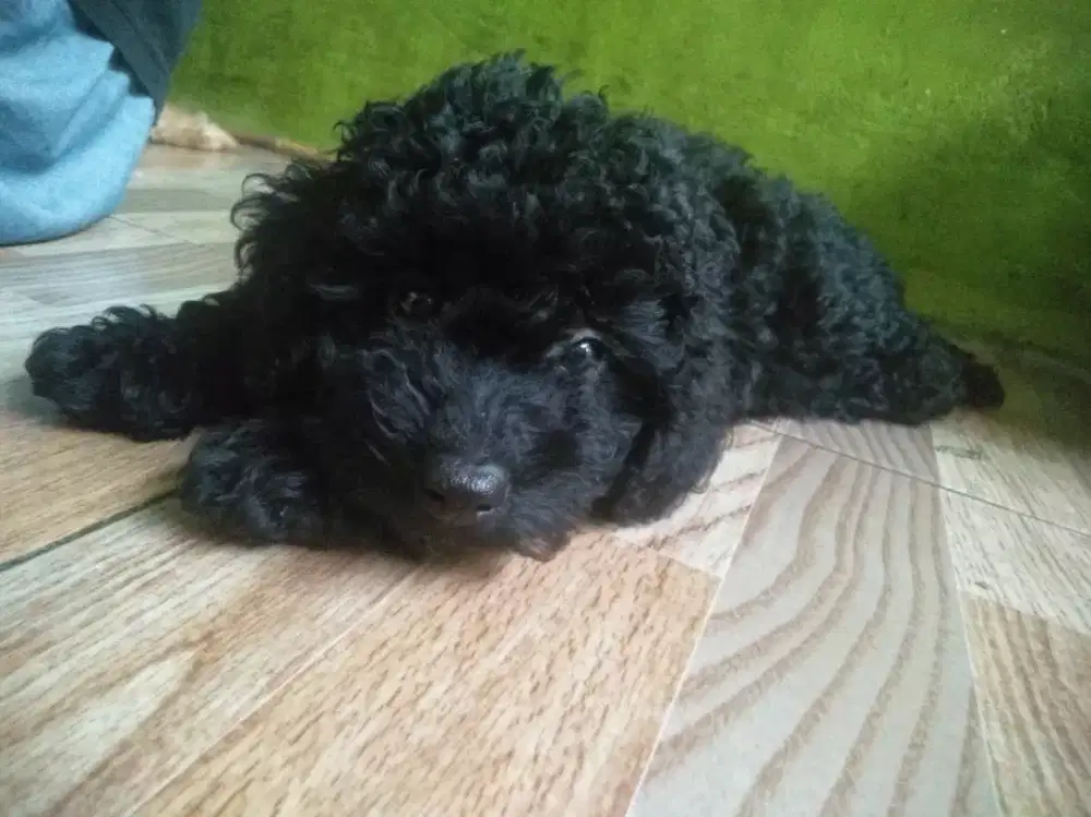 Toy Poodle Apricot Betina & Lite Silver Jantan DOB 7 Agustus 2026