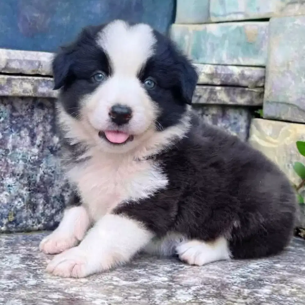 ANJING BORDER COLLIE