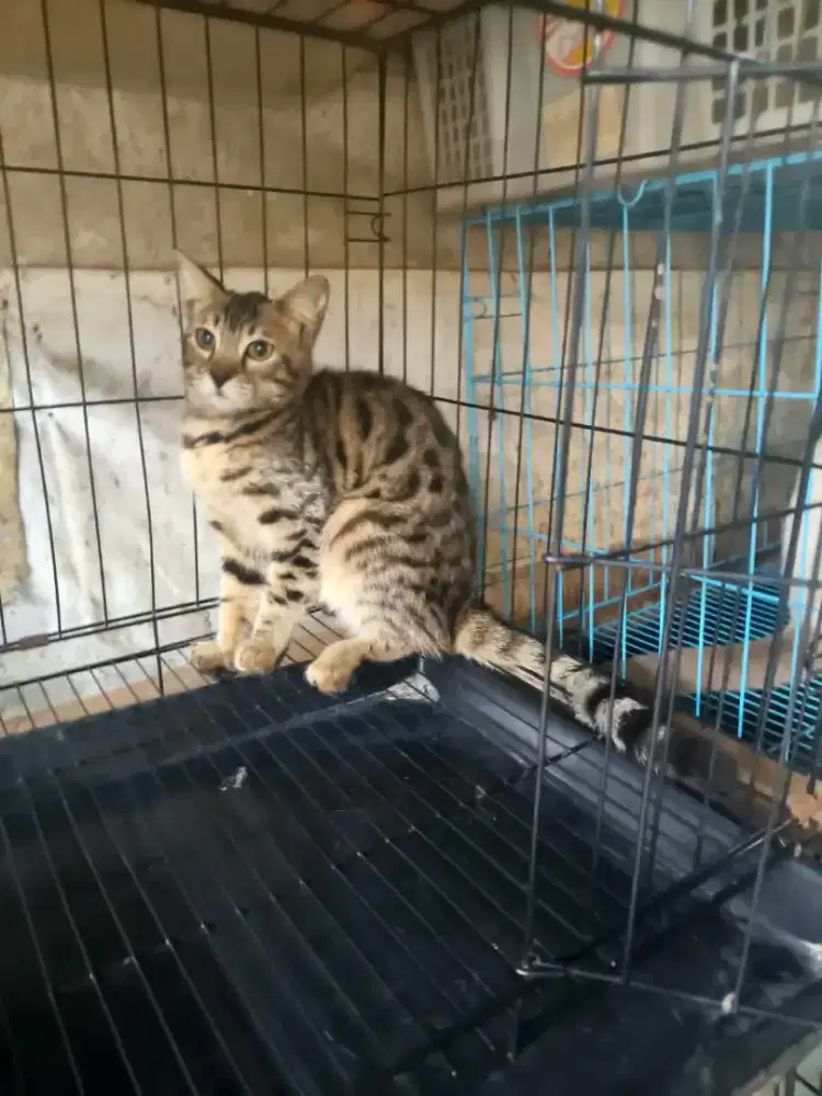 Kucing B E N G E L 6 bulan