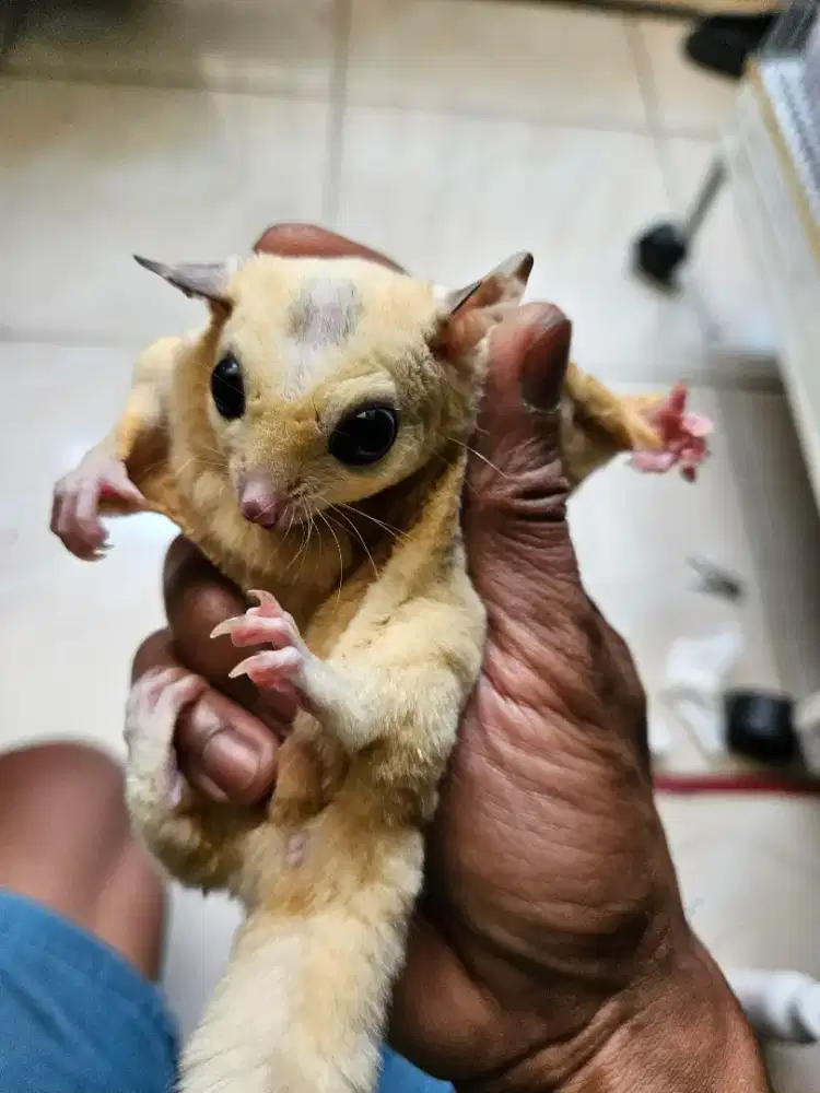 Sugar glider creamino