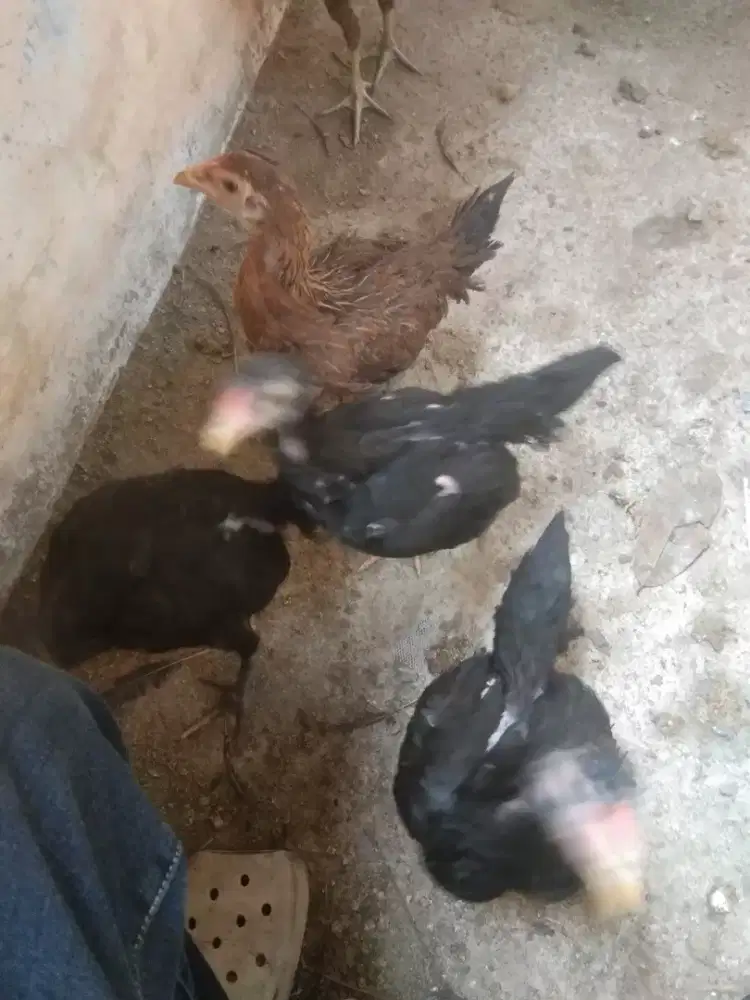 Ayam pakoy babon umur 2,5 bln