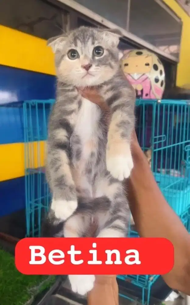 Kucing ras bsh x sf ya bukan persia