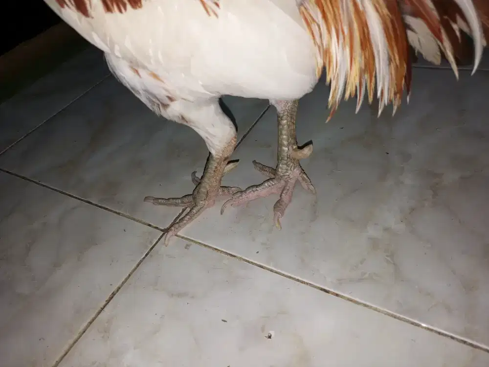 hayam bangkok nego
