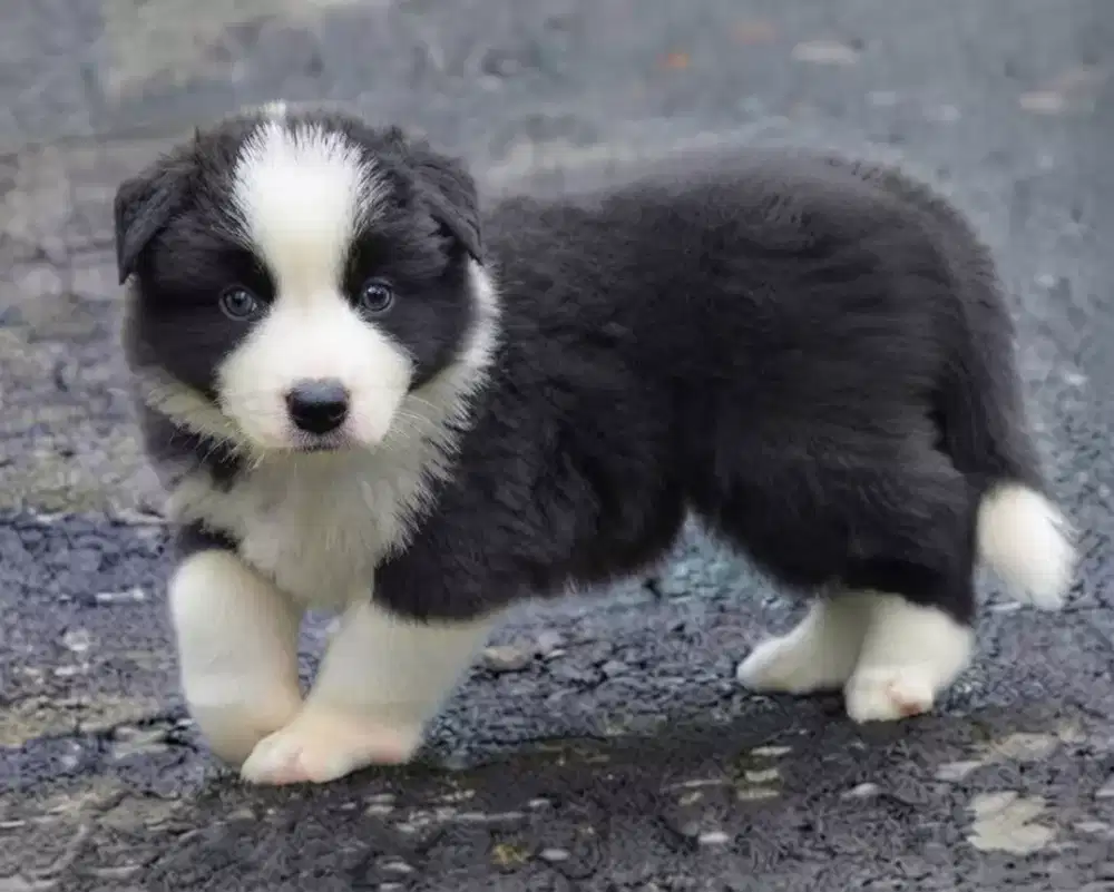 ANJING BORDER COLLIE