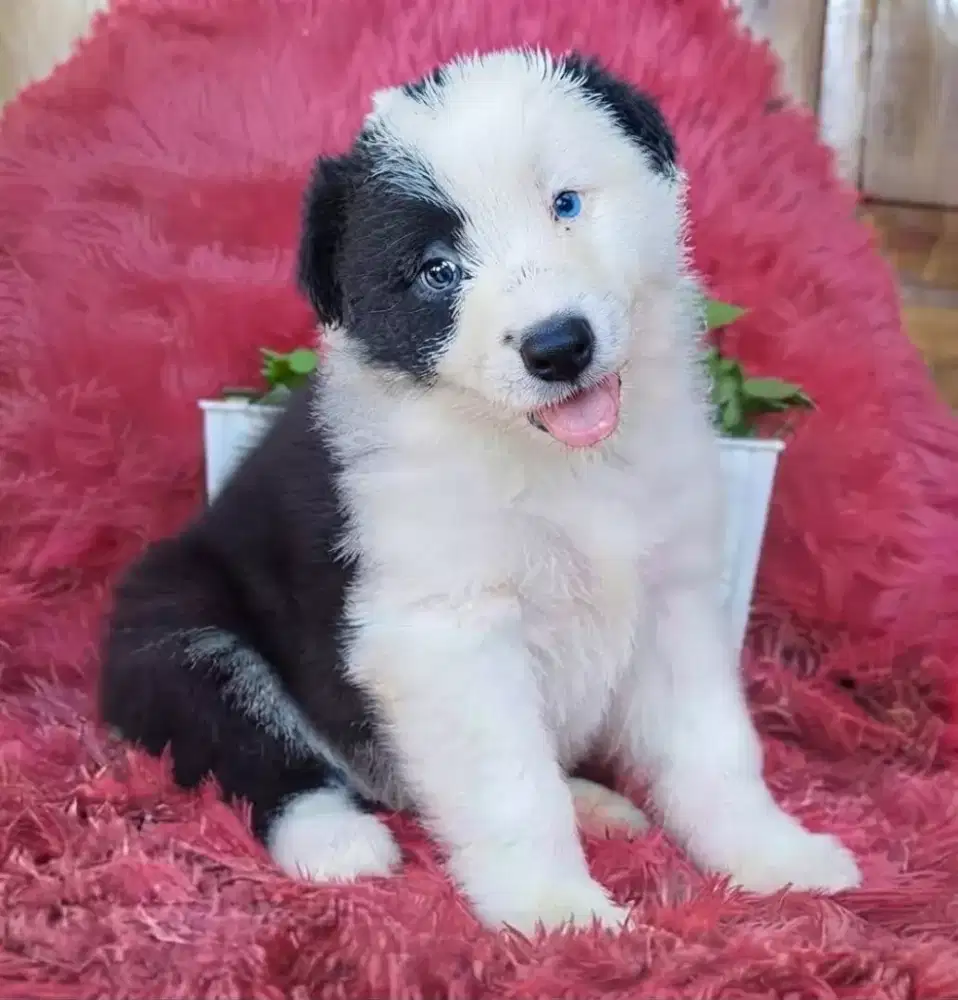 ANJING BORDER COLLIE