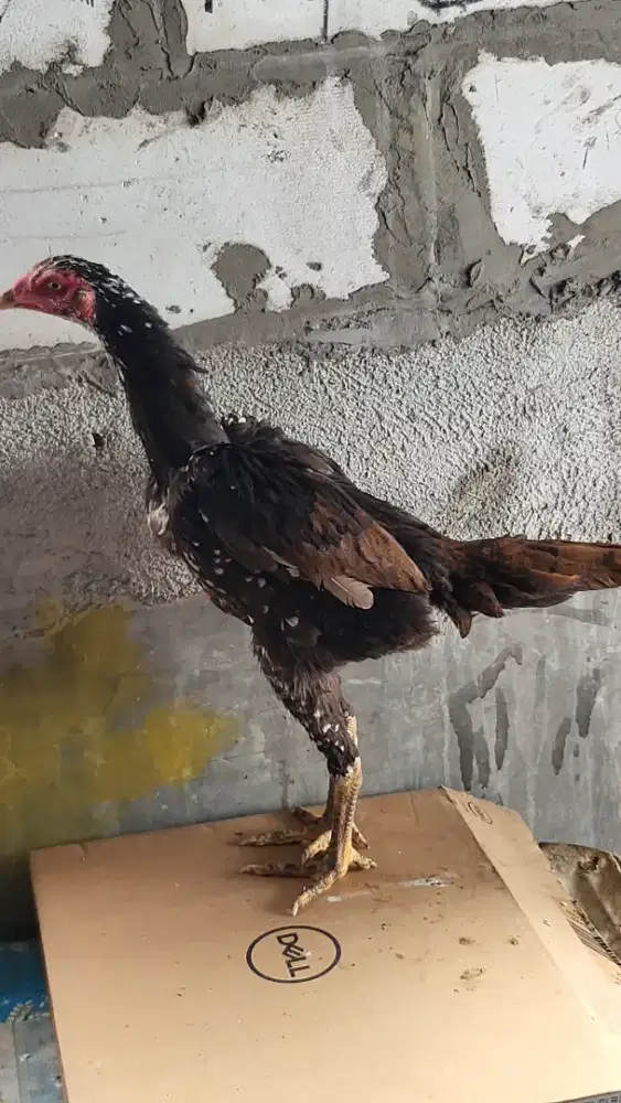 Ayam Bangkok betina 2 ekor