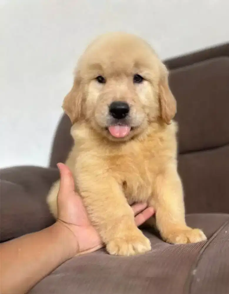 ANJING GOLDEN RETRIEVER
