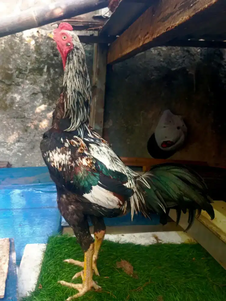 Ayam bangkok 8 bulan