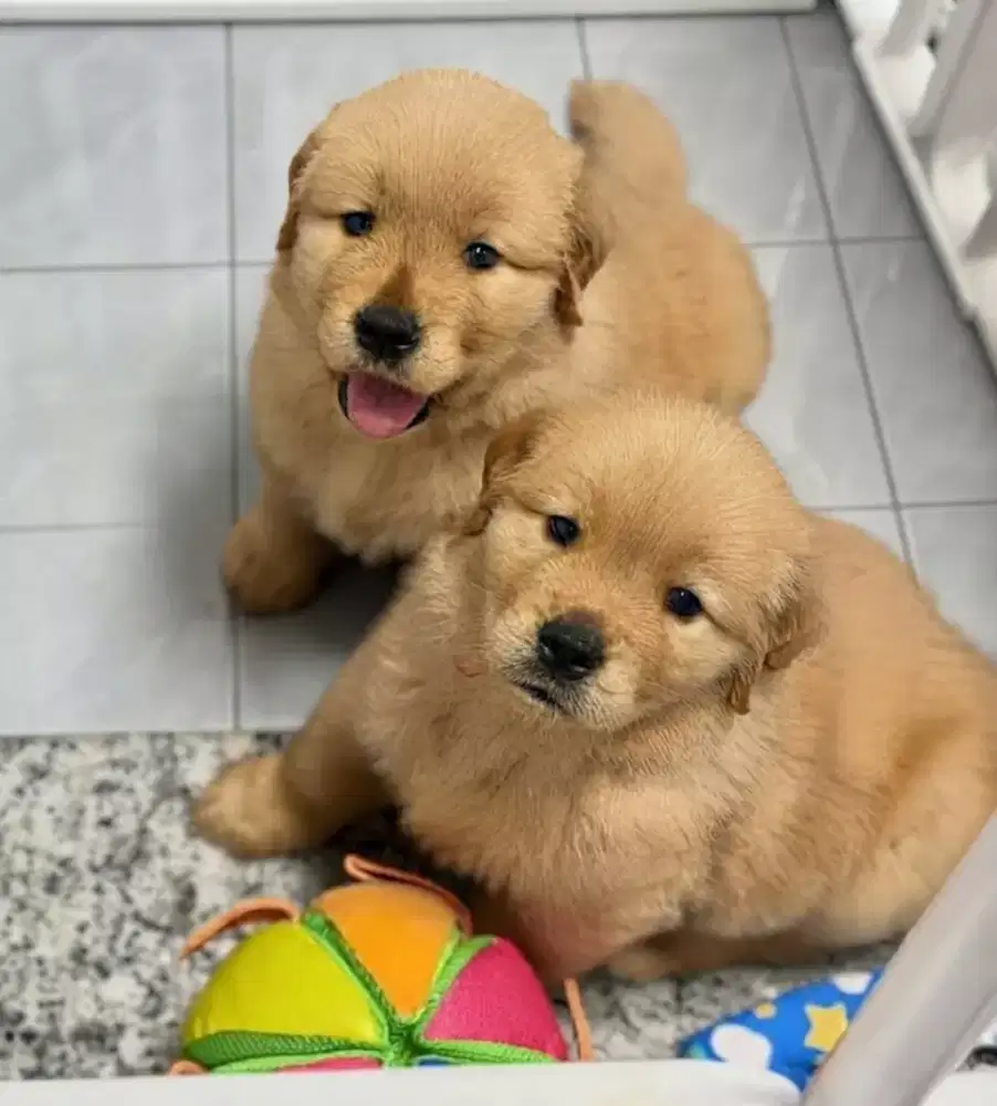 ANJING GOLDEN RETRIEVER