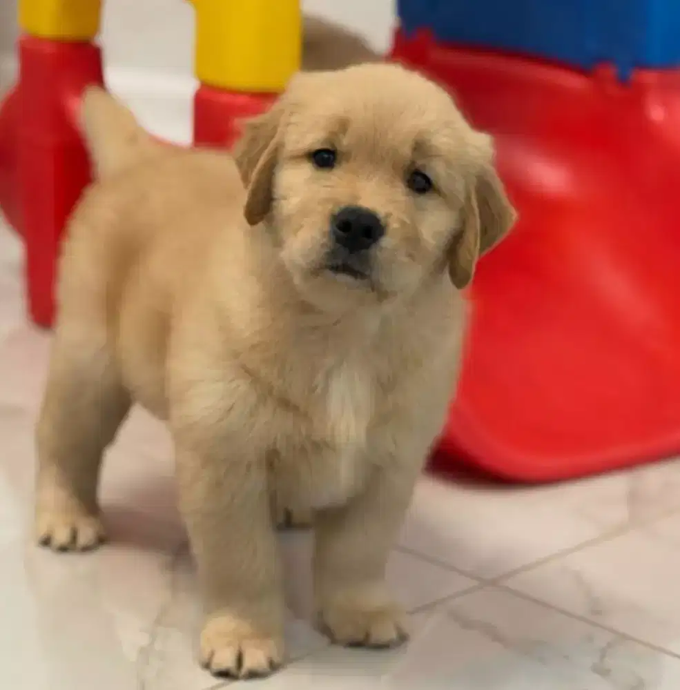 ANJING GOLDEN RETRIEVER