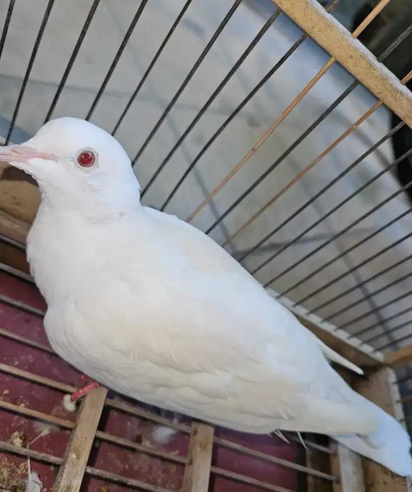 Puter albino mata merah