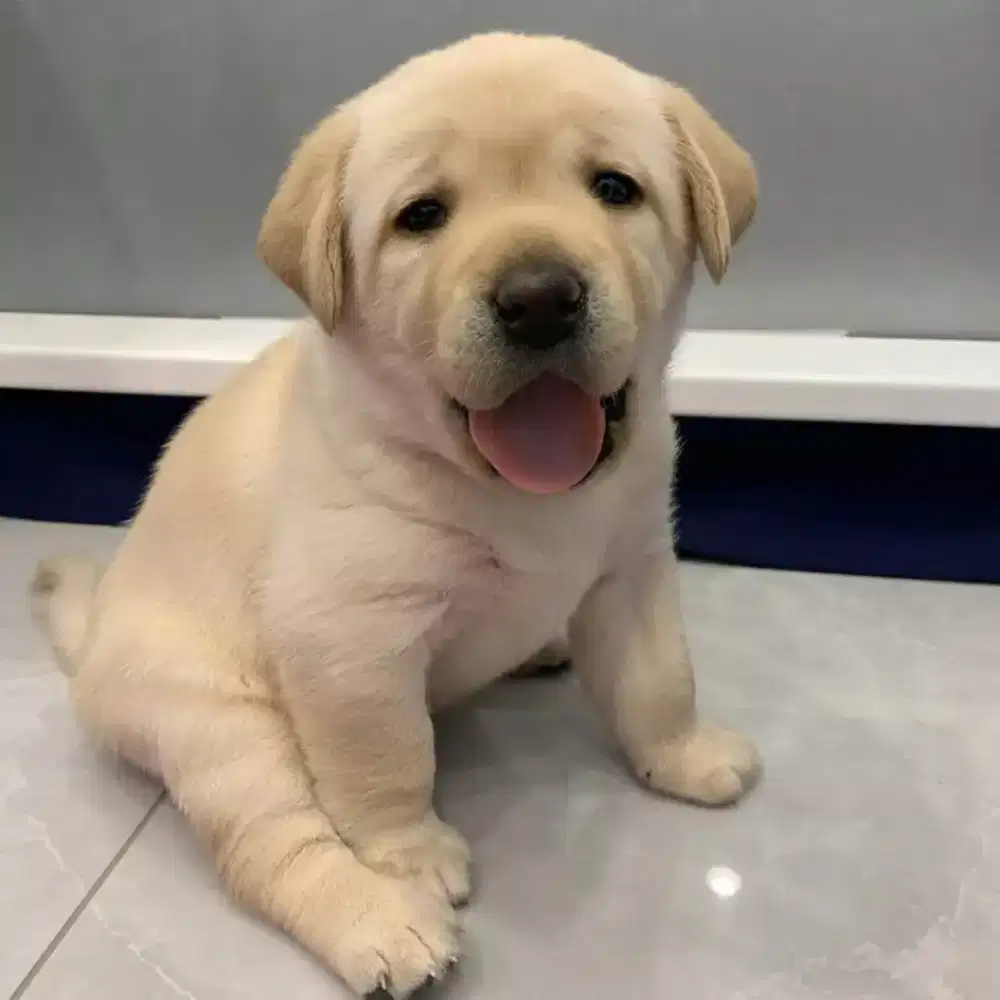 ANJING LABRADOR RETRIEVER