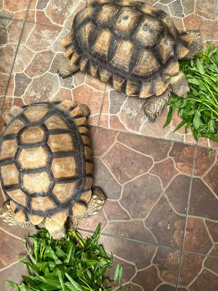 2 SULCATA DEWASA