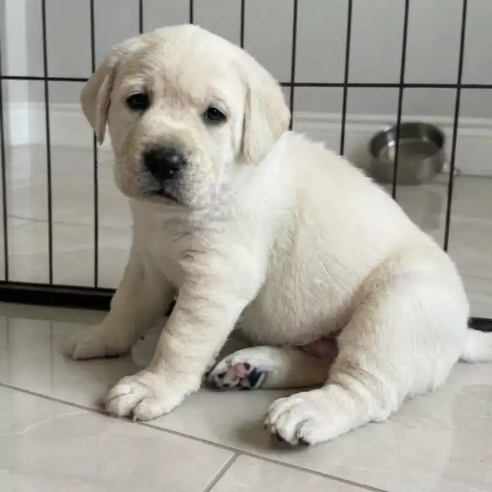 ANJING LABRADOR RETRIEVER