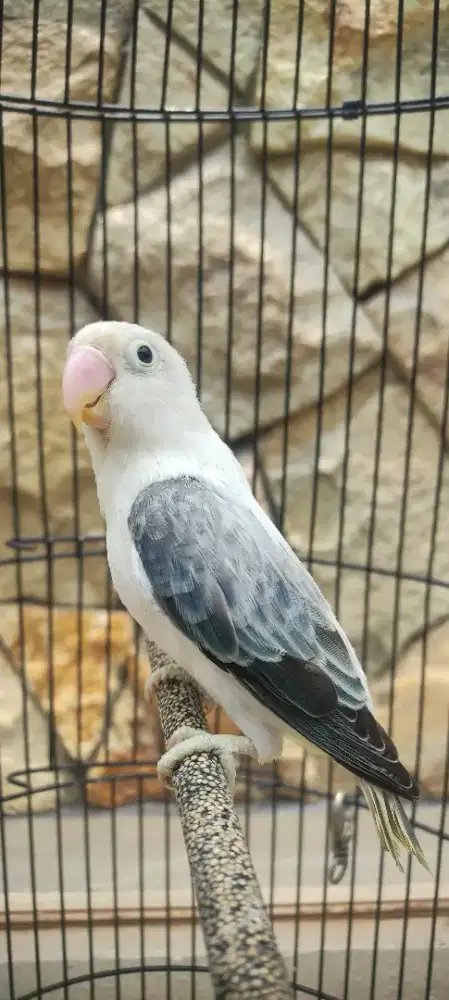 Lovebird Biola Euwing DD Blue