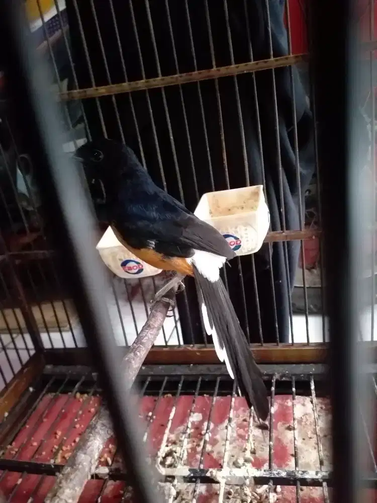 Murat ring usia mapan udah bunyi