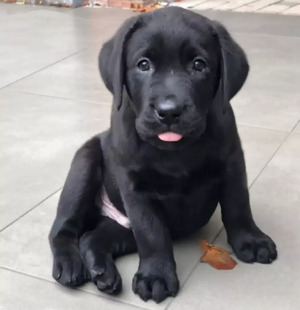 ANJING LABRADOR RETRIEVER