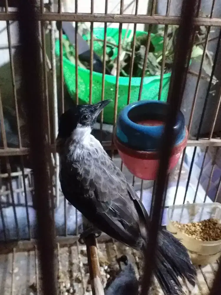 Kitilang rawatan udah rajin bunyi