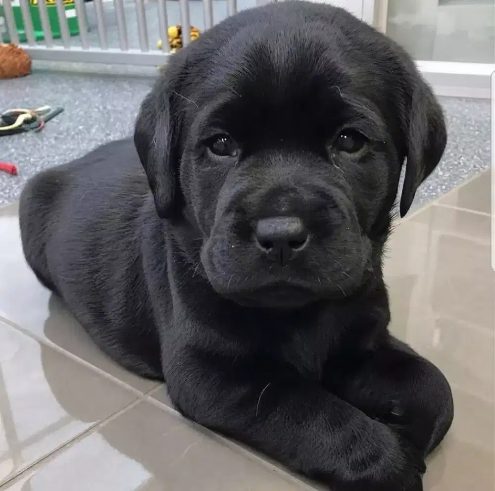 ANJING LABRADOR RETRIEVER