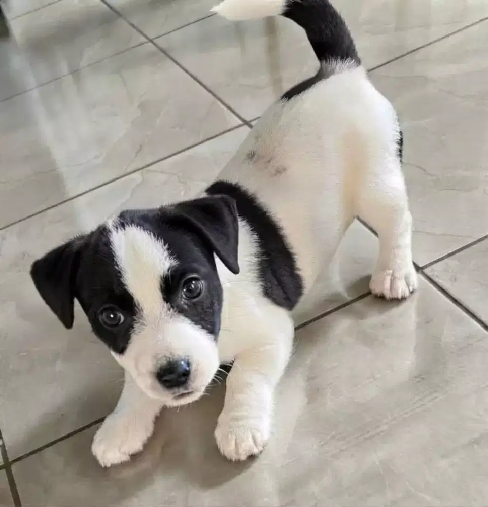 ANJING JACK RUSSEL TERRIER