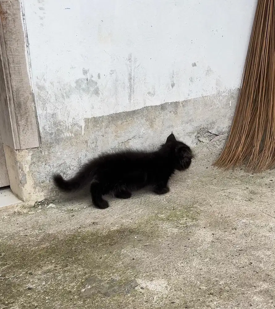munchkin betina black smoke