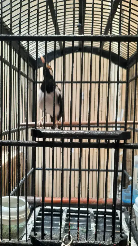 Burung jalak suren mapan