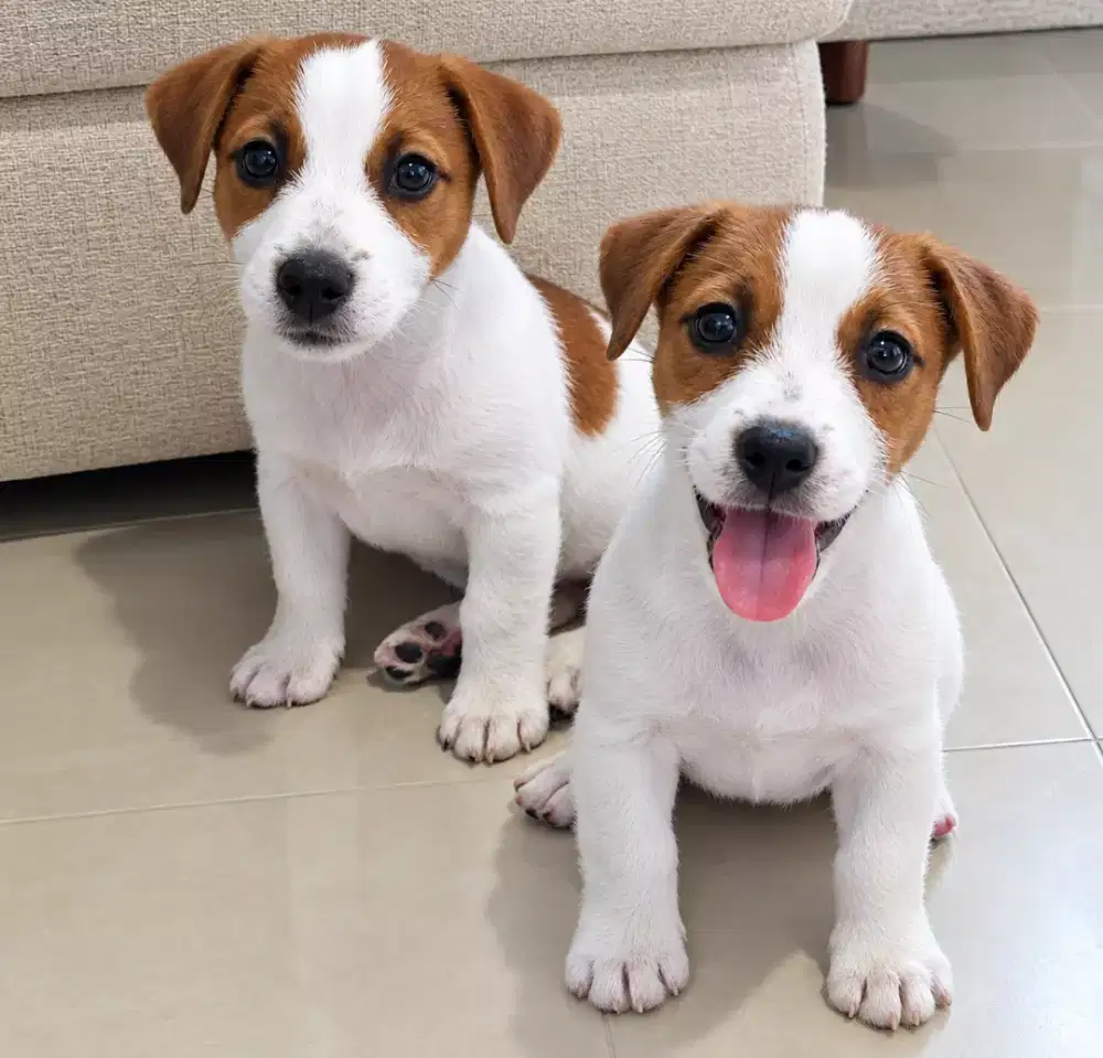 ANJING JACK RUSSELL TERRIER