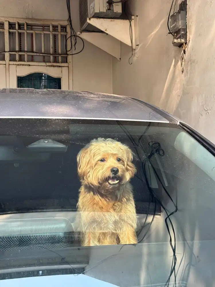 DICARI ART Cuci Gosok – PP (TIDAK TAKUT ANJING)
