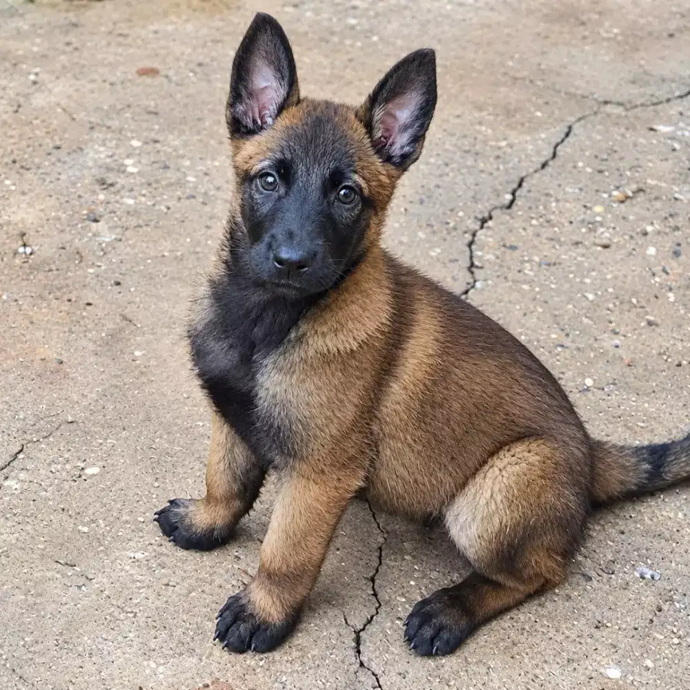 ANJING BELGIAN MALINOIS