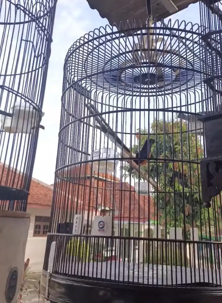 murai batu ekor panjang 25cm prestasian
