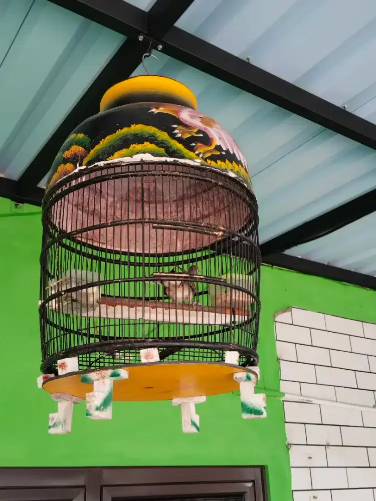 Burung perkutut bangkok 2 kandang