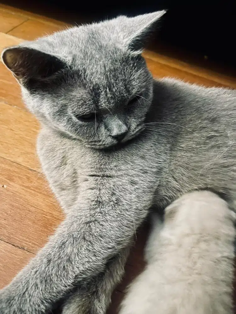 Kucing British Shorthair