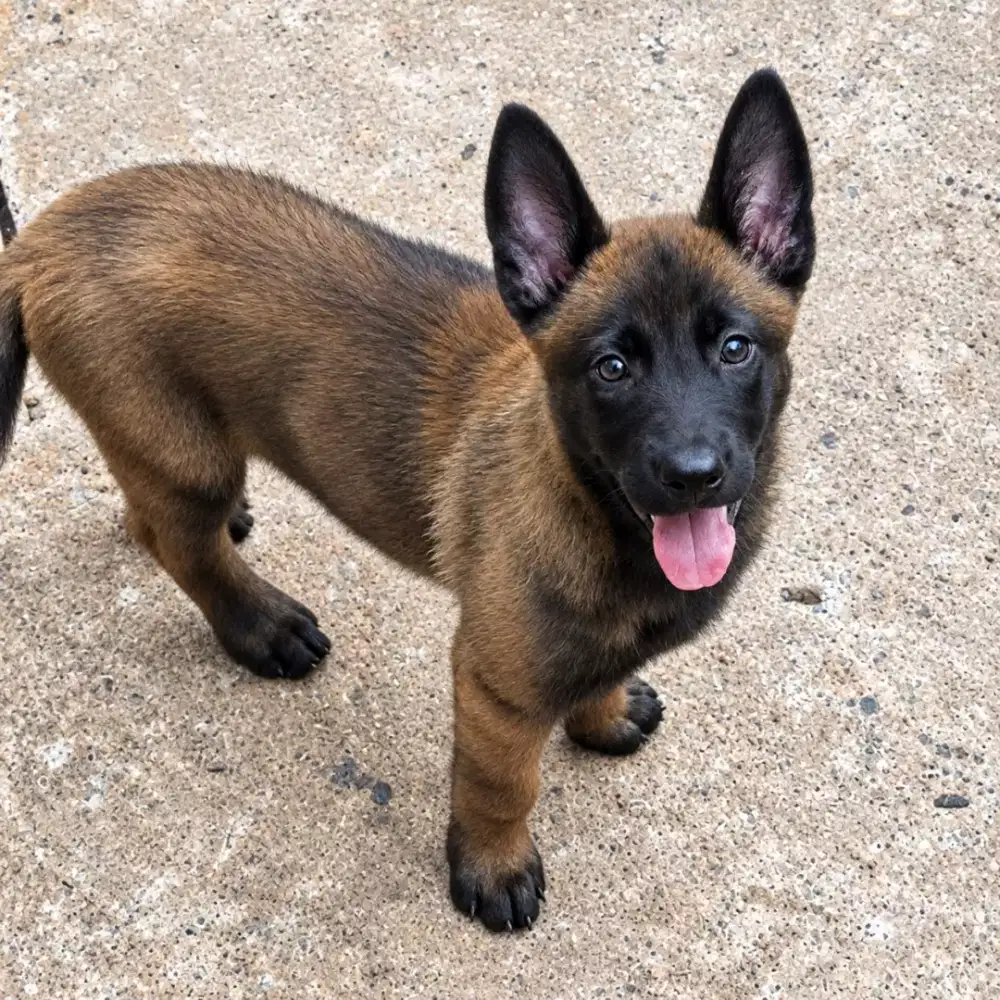 ANJING BELGIAN MALINOIS