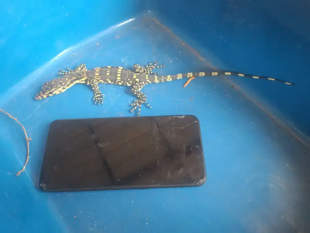 Anak Biawak 25 cm