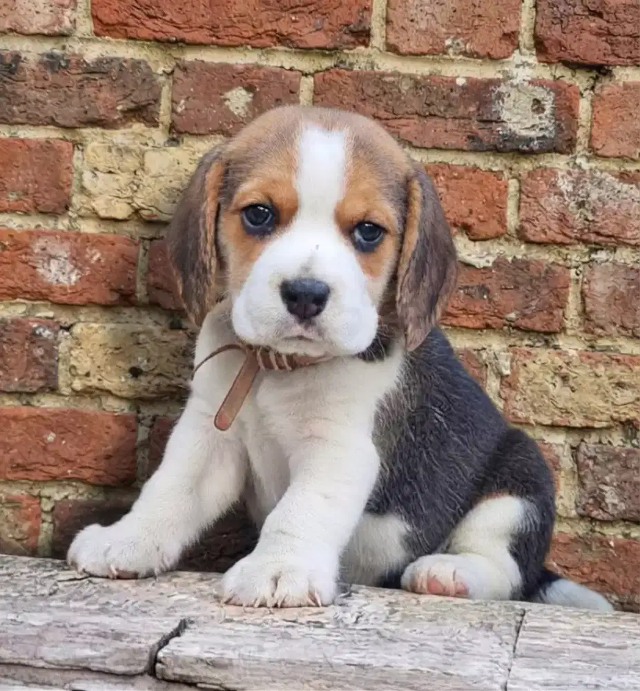 ANJING BEAGLE TRICOLOR