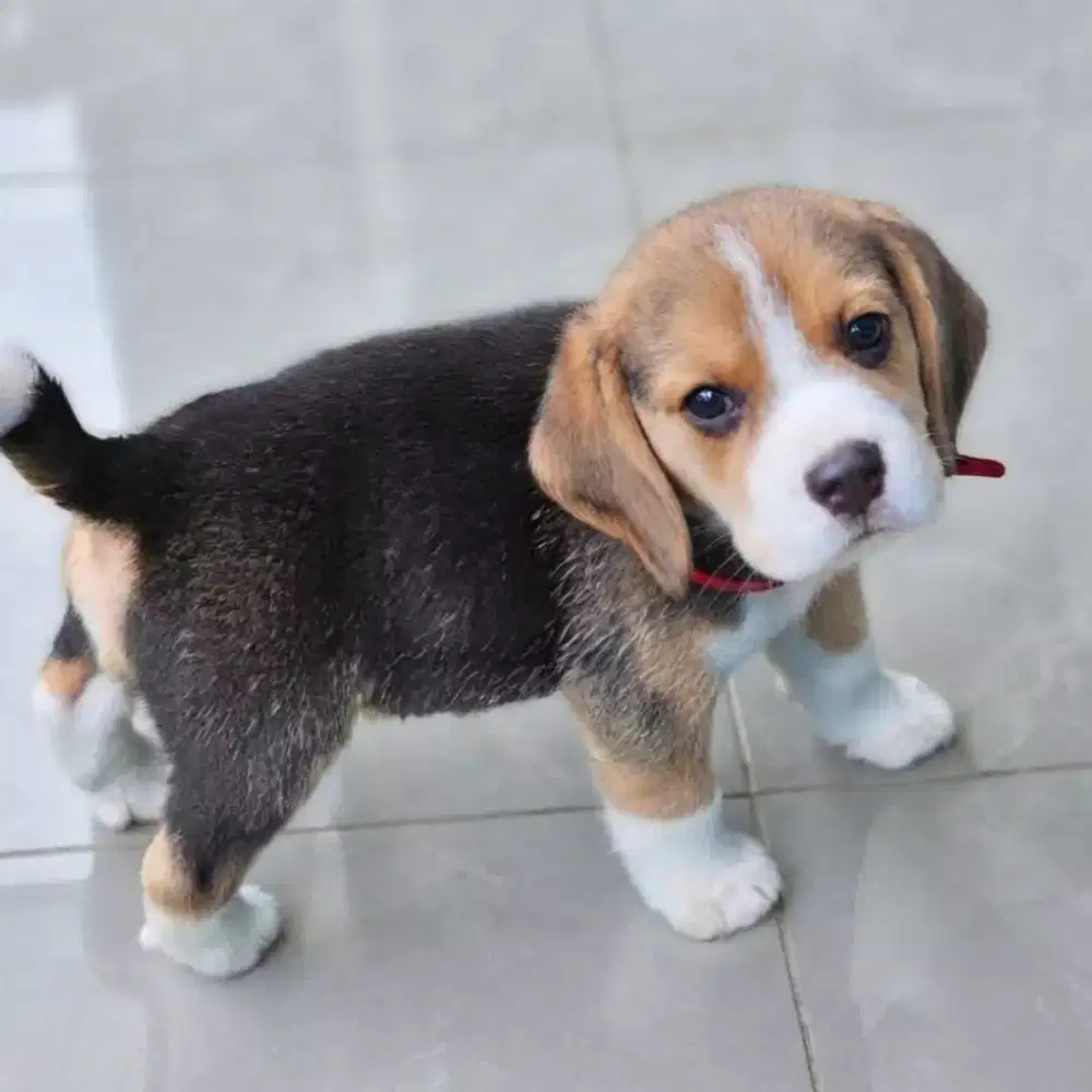 ANJING BEAGLE TRICOLOR