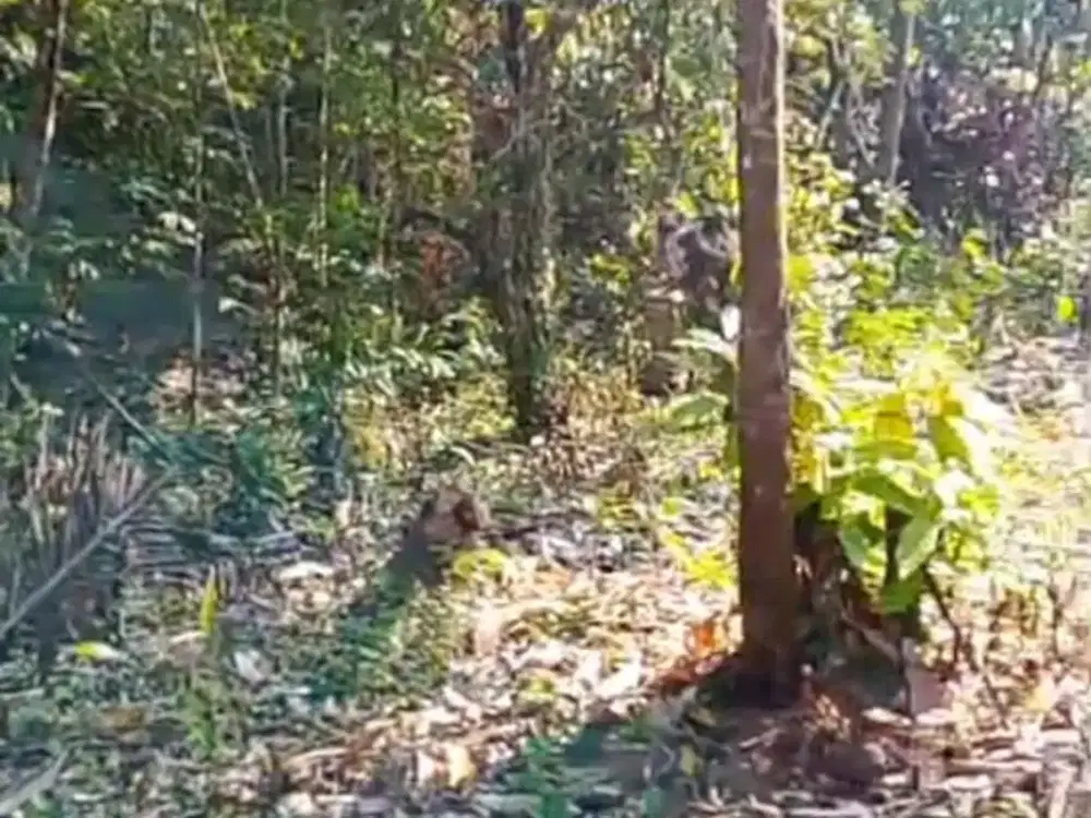 Dijual Lahan Murah Kontur Tanah Datar Cocok untuk Rumah Tinggal