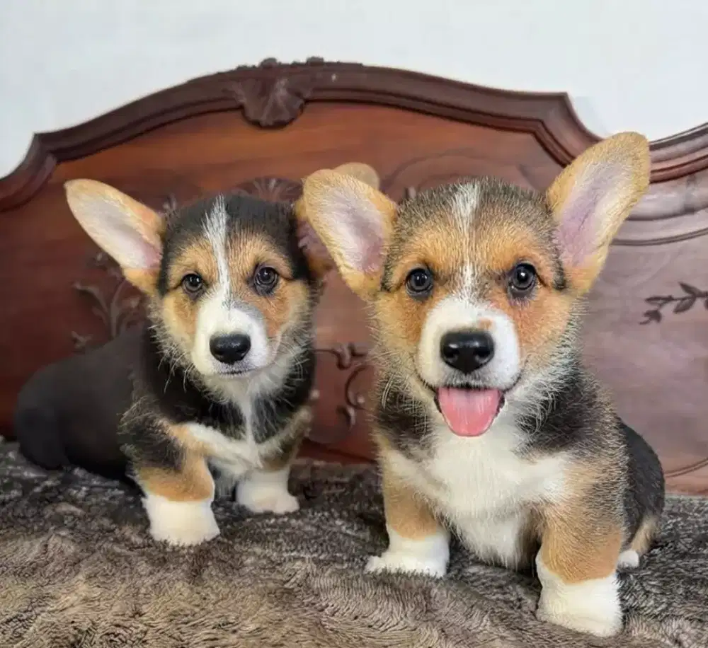 ANJING CORGI PEMBROKE