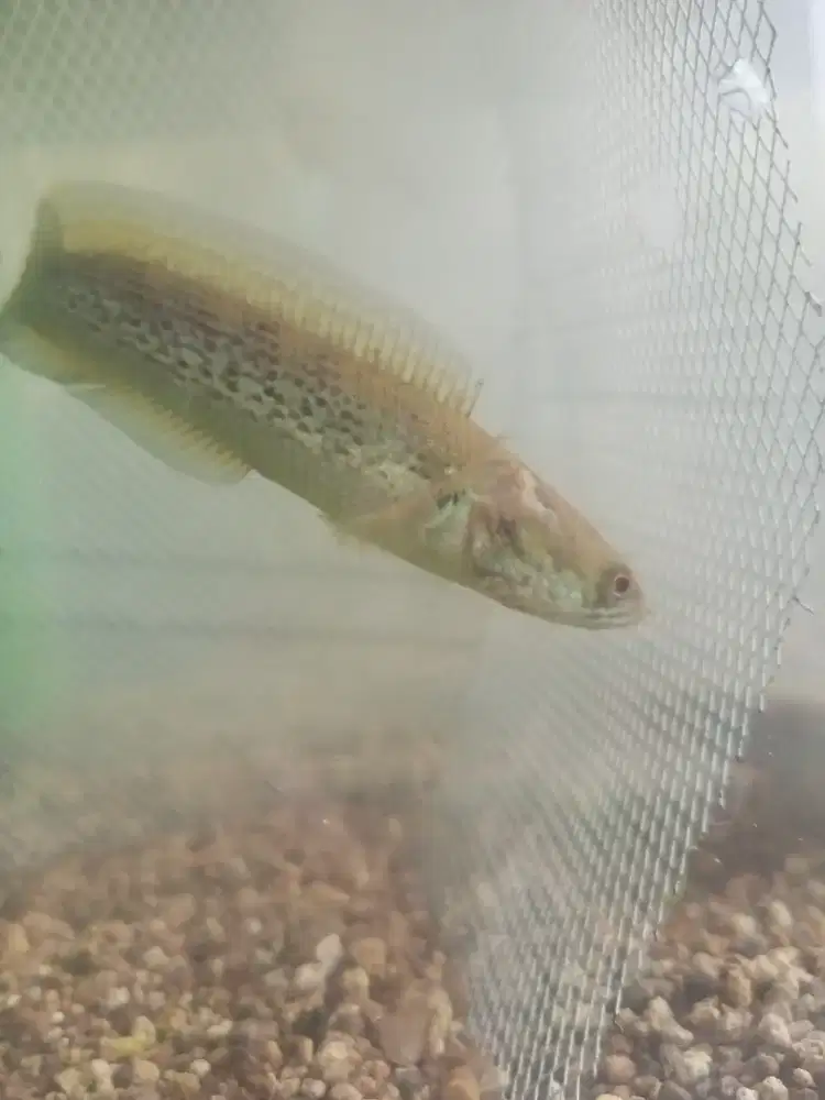 chana stewarti 6-7 cm