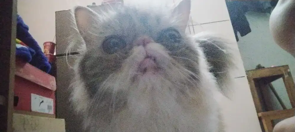 kucing persia pesek betina