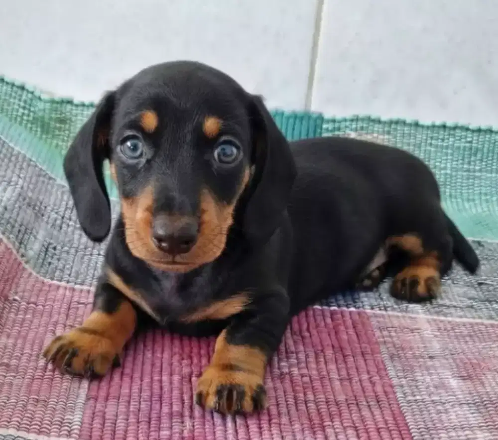 ANJING DACHSHUND