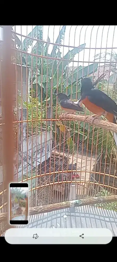 Murai batu jodohan siap ternak