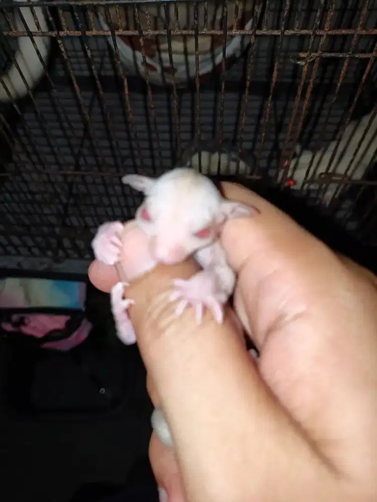 Sugar glider Joey Cremino