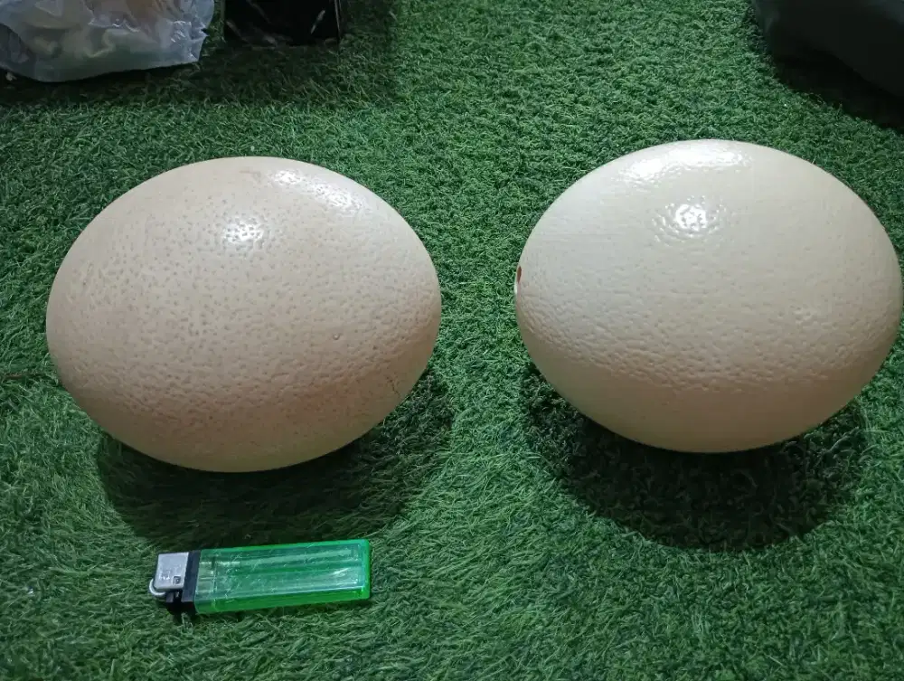 Cangkang telur burung unta