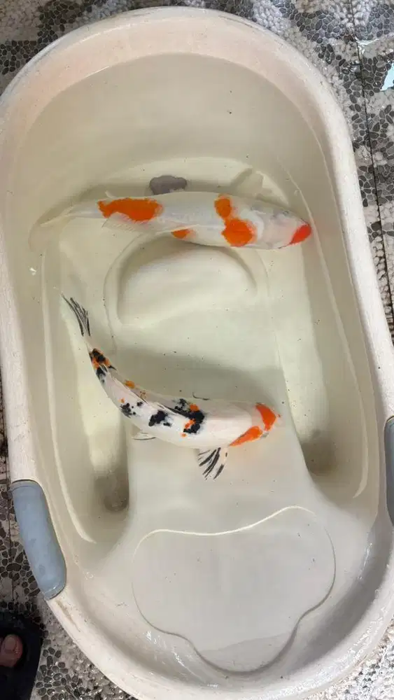Ikan Koi jumbo murah