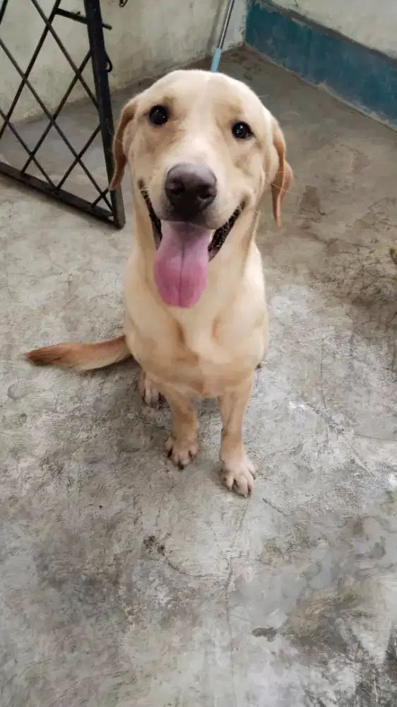 Labrador retriever