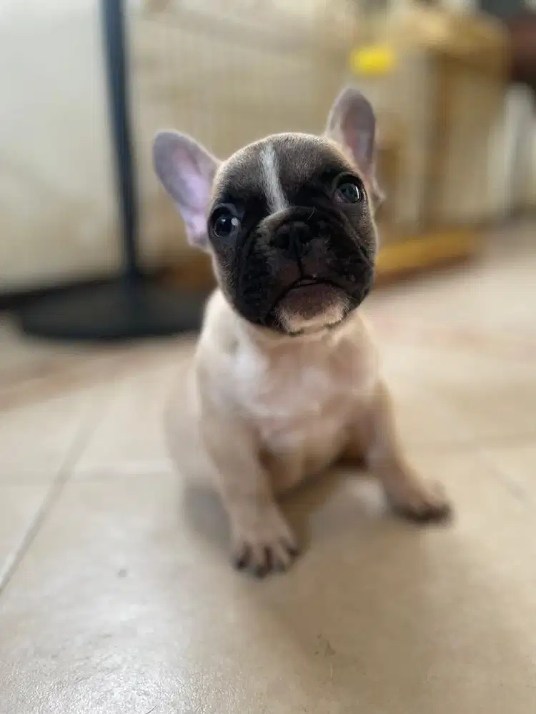 French bulldoh shortbody