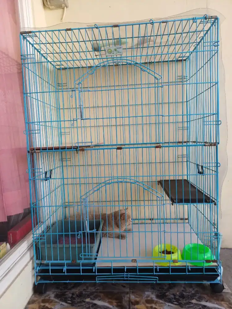 Kandang Octagon dan kucing BSH