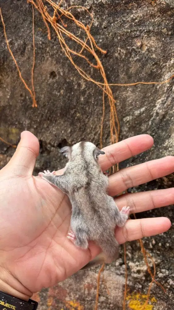SUGAR GLIDER PLATINUM JOEY BETINA