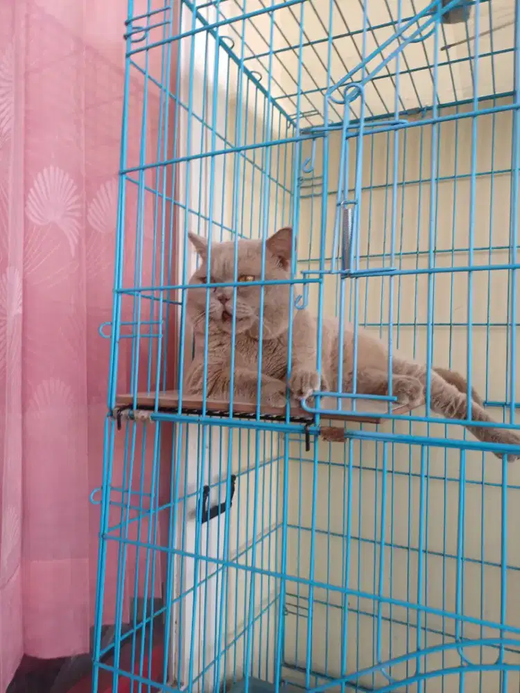 Kucing British ShortHair BSH Jantan